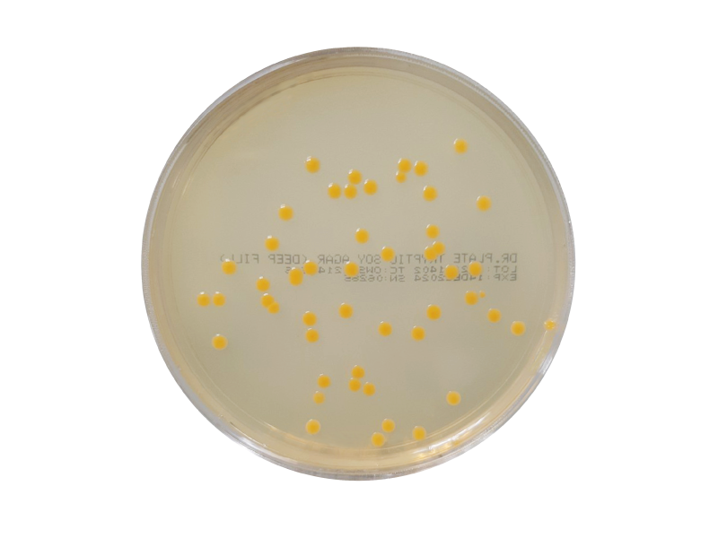 Tryptic Soy Agar